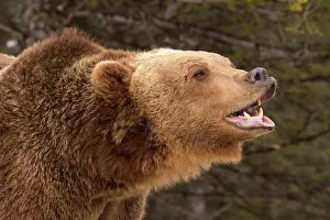 Growling: Grizzly Bear