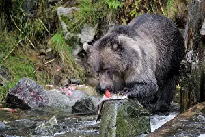 Afraid: Grizzly Bear