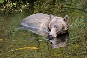 Glendale: Grizzly Bear