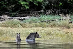 Afraid: Grizzly Bear