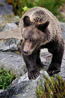 Afraid: Grizzly Bear