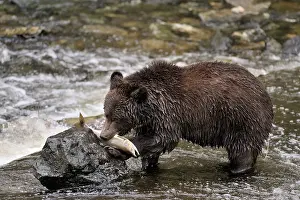 Glendale: Grizzly Bear