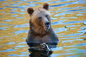 Glendale: Grizzly Bear