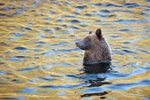 Glendale: Grizzly Bear