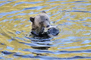 Glendale: Grizzly Bear