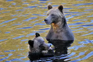 Glendale: Grizzly Bear