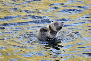 Glendale: Grizzly Bear