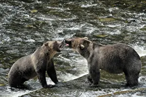 Playfighting: Grizzly Bear