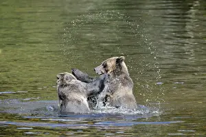Playfighting: Grizzly Bear