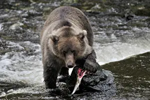 Glendale: Grizzly Bear