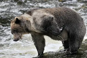 Glendale: Grizzly Bear
