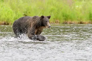 Prior: Grizzly Bear