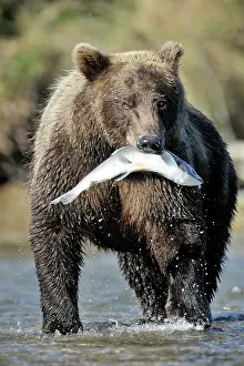 Gorbuscha: Grizzly Bear