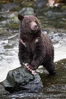 Glendale: Grizzly Bear