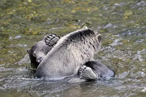 Glendale: Grizzly Bear