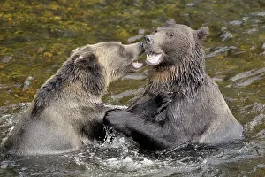 Glendale: Grizzly Bear