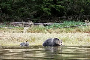 Afraid: Grizzly Bear