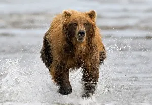 Inlet: Grizzly Bear