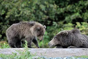 Kinak: Grizzly Bear