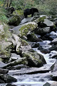 Rapids: Grizzly Bear