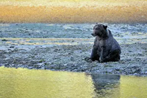 Kinak: Grizzly Bear
