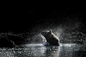 Kinak: Grizzly Bear