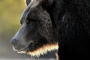 Kinak: Grizzly Bear