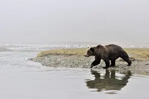 Kinak: Grizzly Bear