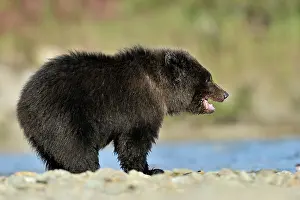 Kinak: Grizzly Bear