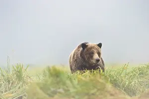 Kinak: Grizzly Bear