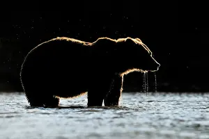 Kinak: Grizzly Bear