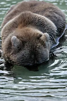 Snorkel: Grizzly Bear