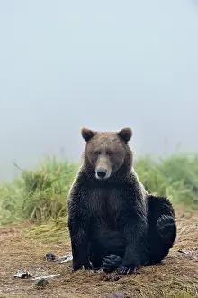 Kinak: Grizzly Bear