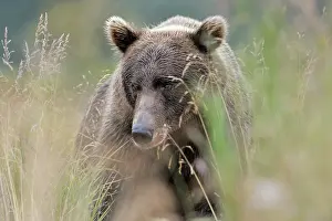 Kinak: Grizzly Bear