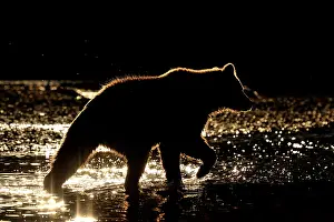 Kinak: Grizzly Bear