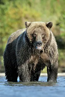 Kinak: Grizzly Bear