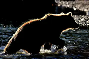 Kinak: Grizzly Bear