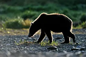 Kinak: Grizzly Bear