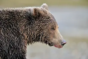 Kinak: Grizzly Bear