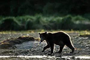 Kinak: Grizzly Bear