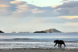 Kinak: Grizzly Bear