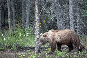 Yukon: Grizzly Bear