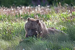 Yukon: Grizzly Bear