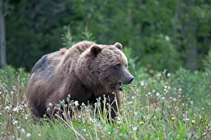 Yukon: Grizzly Bear
