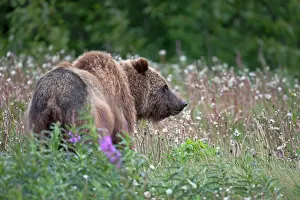 Yukon: Grizzly Bear