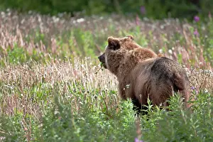 Yukon: Grizzly Bear