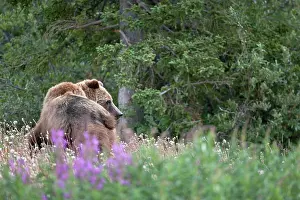Yukon: Grizzly Bear