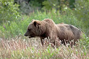 Yukon: Grizzly Bear