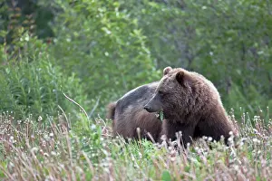 Yukon: Grizzly Bear