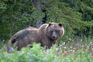 Yukon: Grizzly Bear